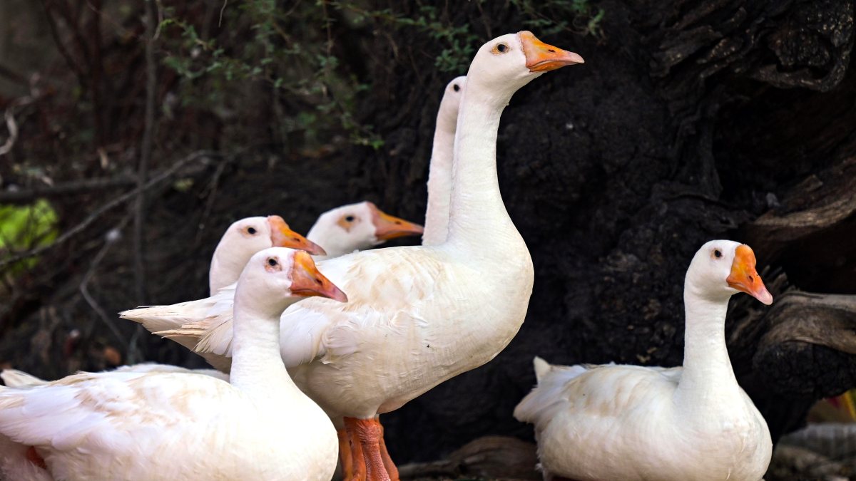 Ducks are seen at the Kolayat Lake, in Bikaner on Monday.