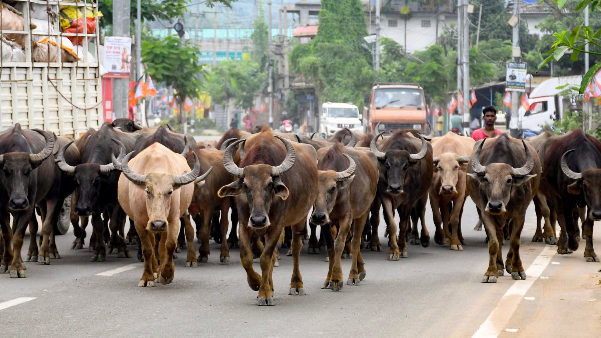 A herd of buffalo cross a road, in Guwahati on Tuesday.