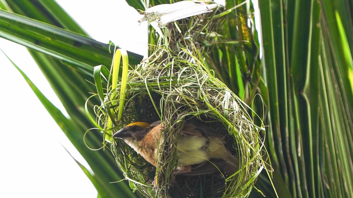 Baya weaver bird perches on nest in Assam's Mayong