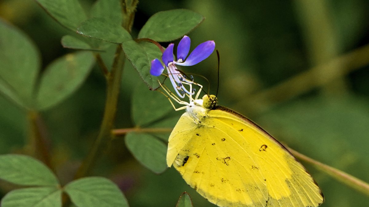 Common grass yellow butterfly spotted in Assam's Mayong