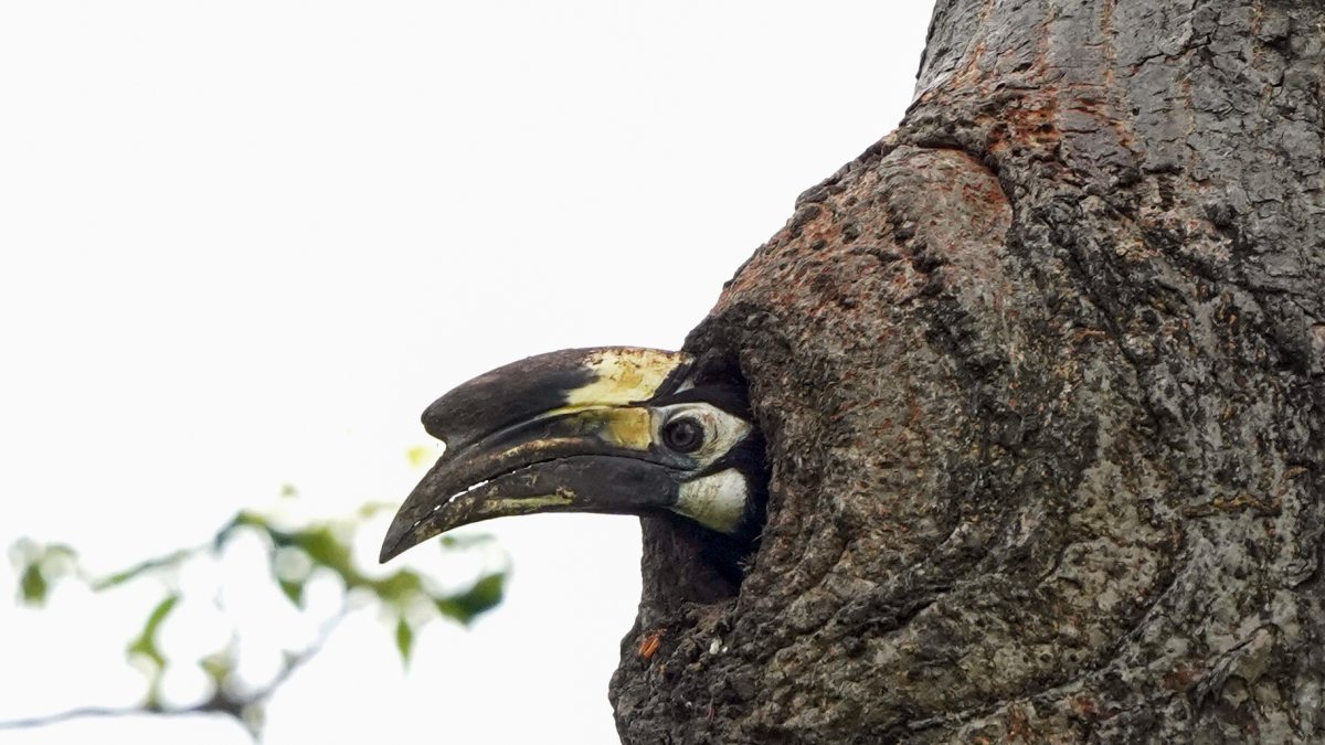 Oriental pied hornbill perches inside tree hollow in Assam
