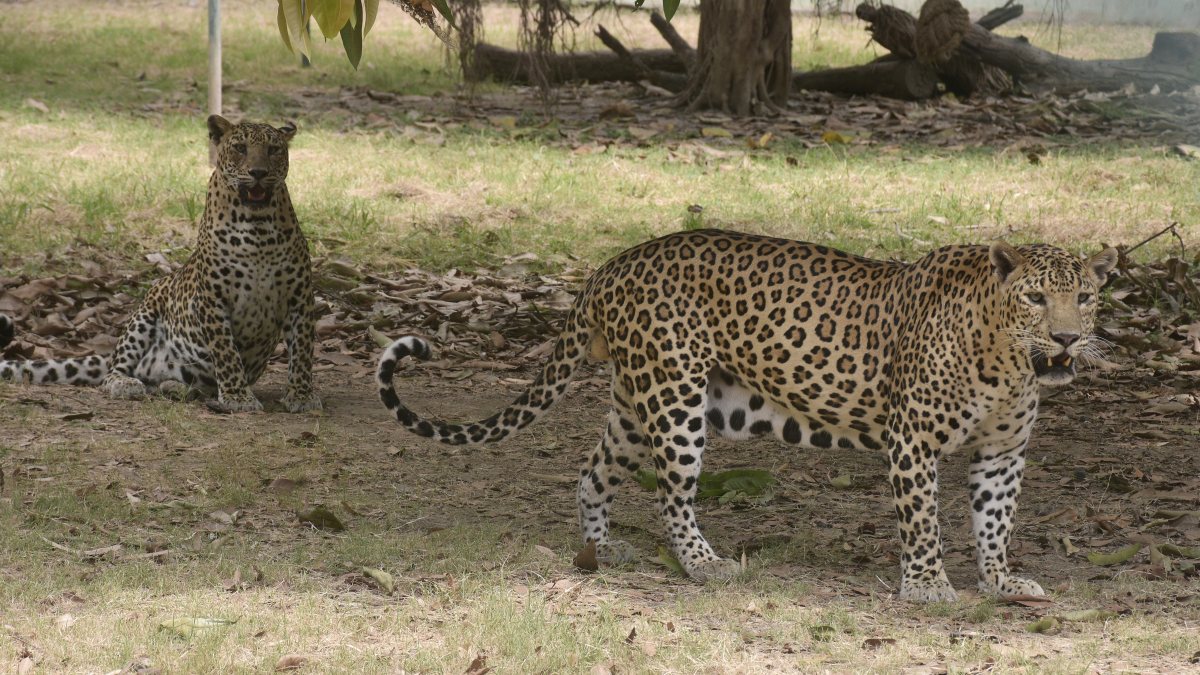 Leopard roams open-air enclosure at Surat zoo