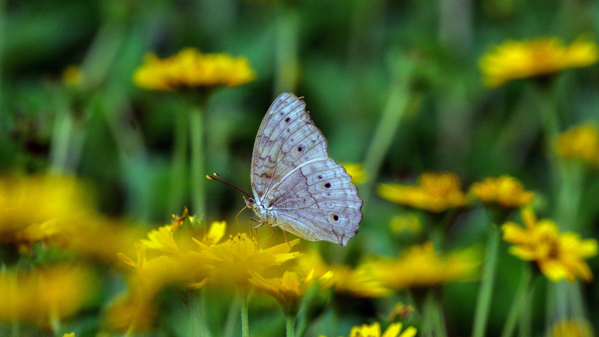 Butterfly collects pollen and nectar from a flower in Nagaon