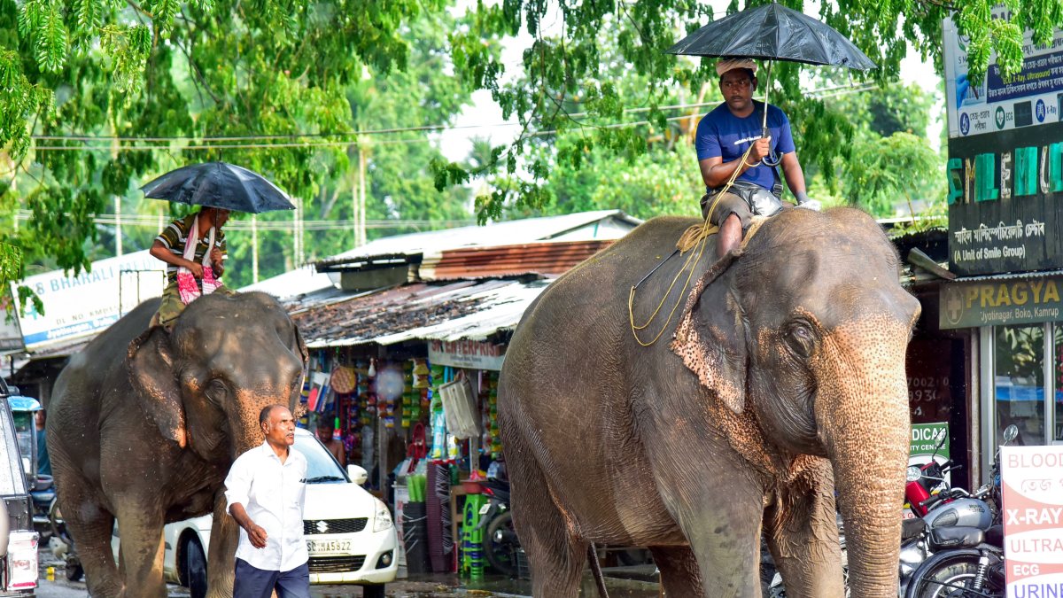 An elephant and its mahout make their way through road, in Kamrup on Tuesday.