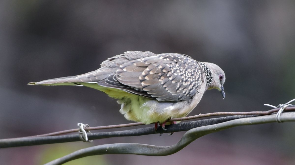 Spotted dove perches on a wire in Guwahati