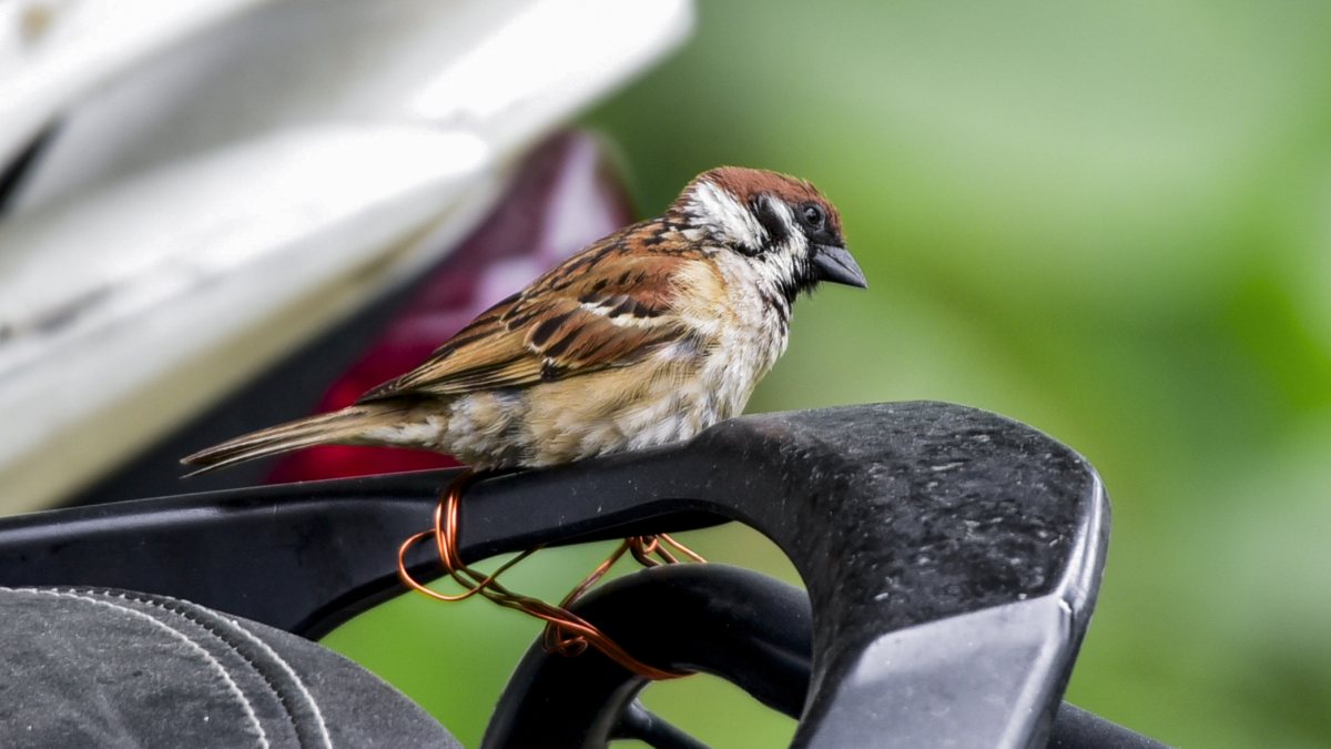 House sparrow perches quietly in Guwahati