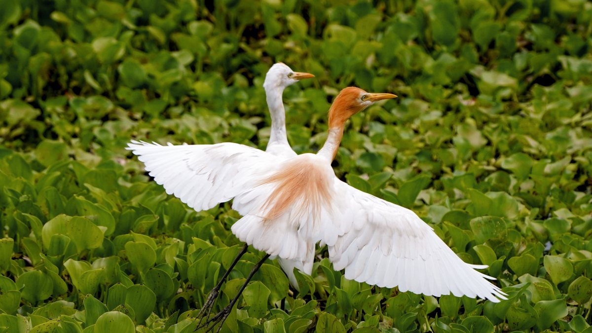 Cattle egrets spotted at Morigaon wetlands