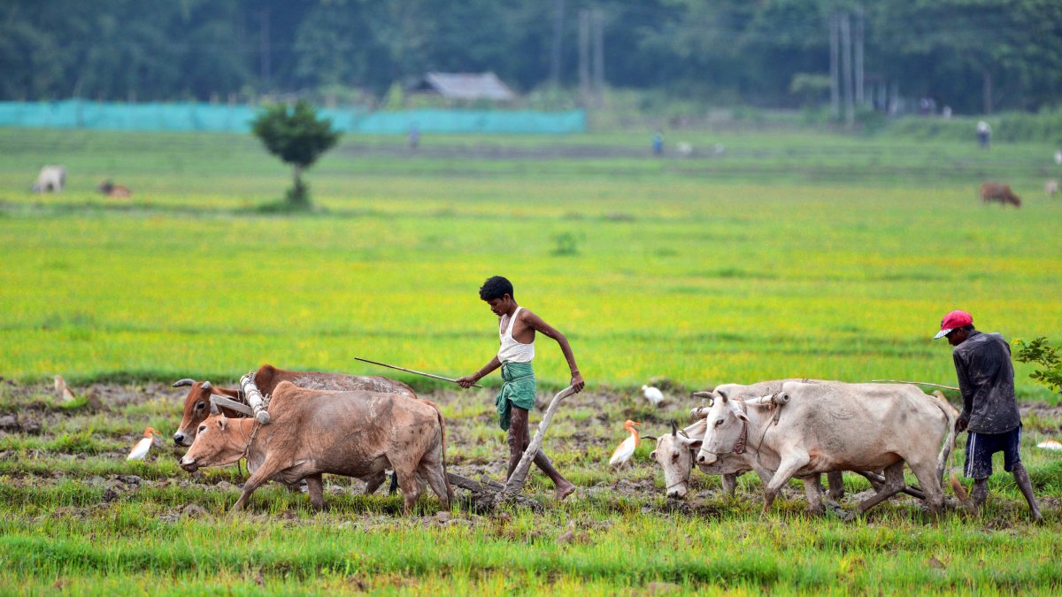 Farmers plough a field for paddy plantation in Nagaon