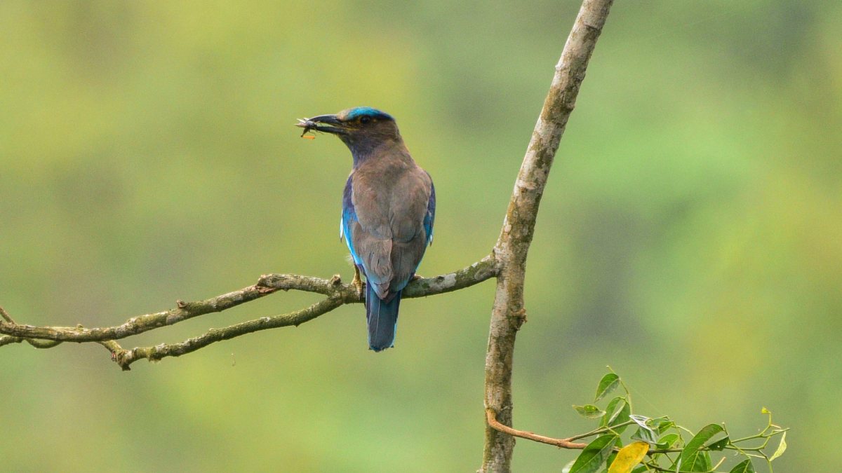Indian roller perches on branch with insect in beak