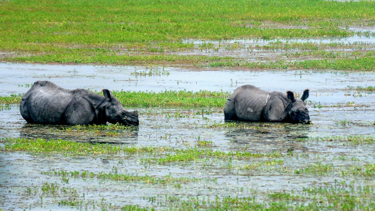 Two one-horned rhinos play in the wetlands at Pobitora Wildlife Sanctuary, in…