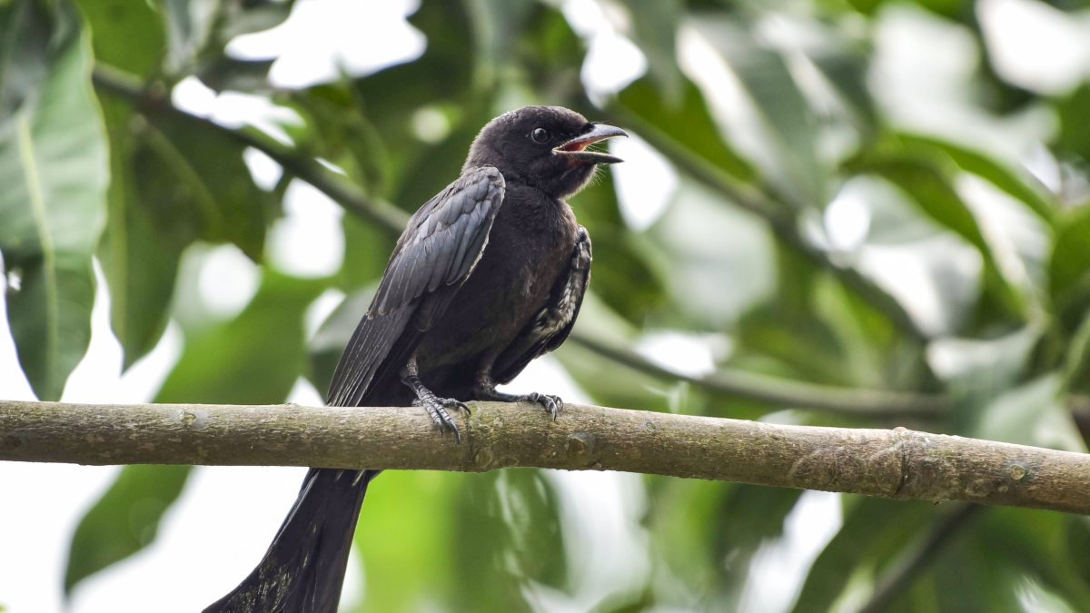 A black drongo sits on a tree branch, in Guwahati on Thursday.