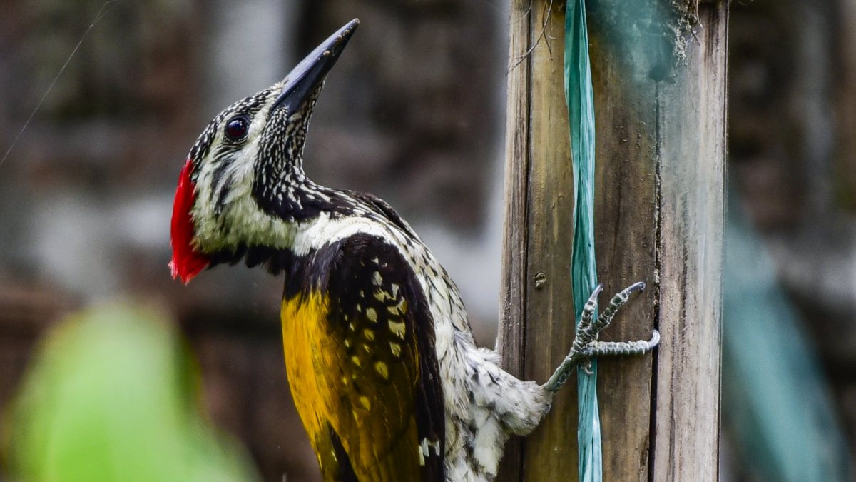 A woodpecker sits on a wooden stick, in Guwahati on Thursday.