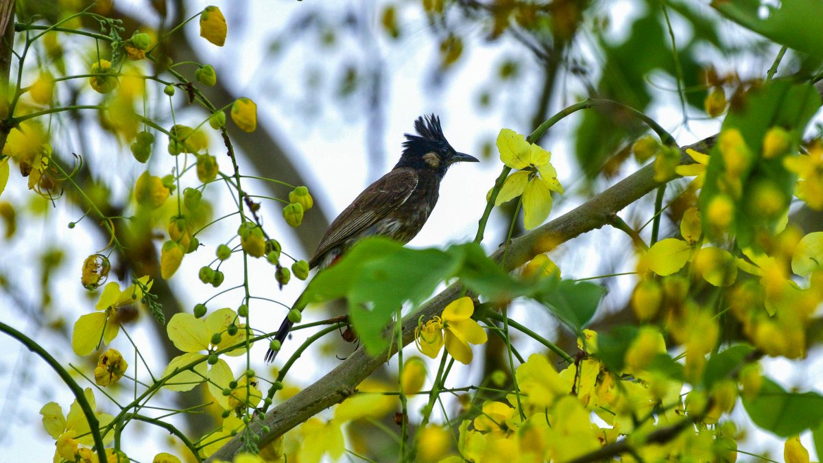 Bulbul bird perches on Amaltas tree in Nagaon