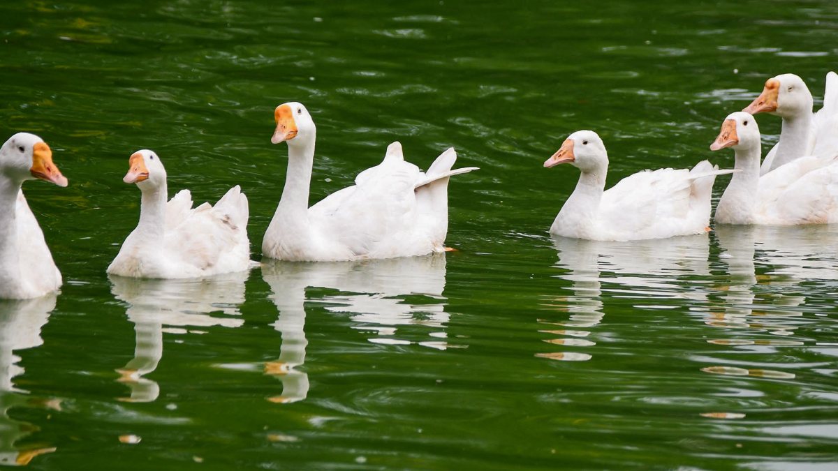 Flock of geese swim at Jorpukhuri pond in Guwahati