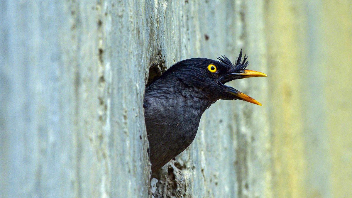Great Myna bird perches in a bridge hole in Nagaon