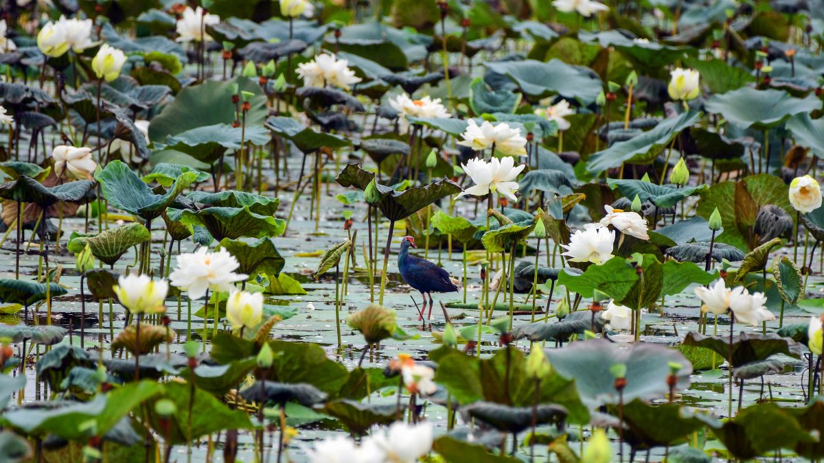 A Grey-headed Swamphen wades through a pond full of blooming white lotus…