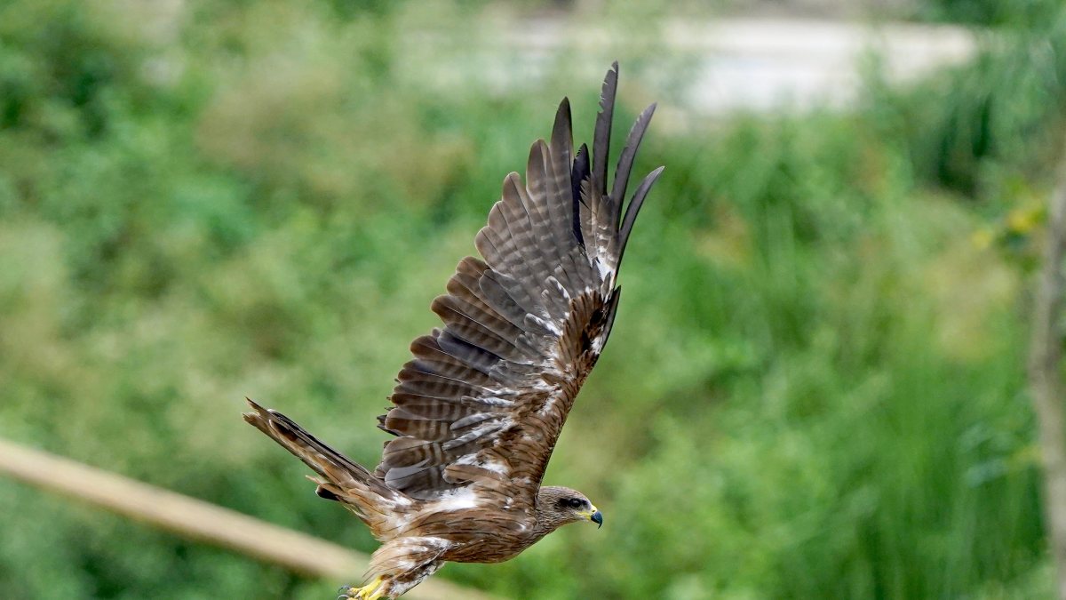 A black kite takes a flight at Marisutipam village, in Morigaon on Friday.