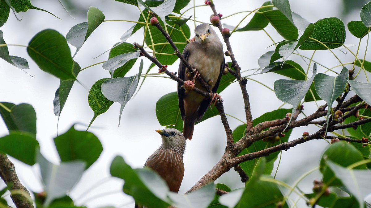 A pair of Chestnut-tailed starling bird sit on a tree branch, in Nagaon on…