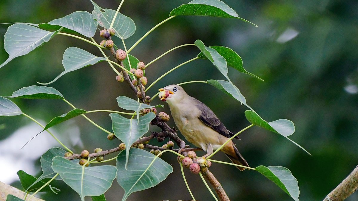 A Chestnut-tailed starling bird eats a fruit as it sits on a tree branch, in…
