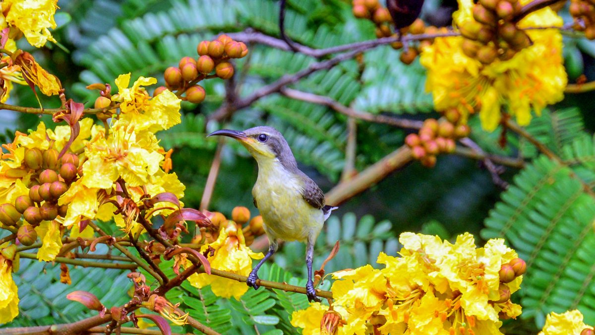 Garden sunbird perches on a tree branch in Siliguri