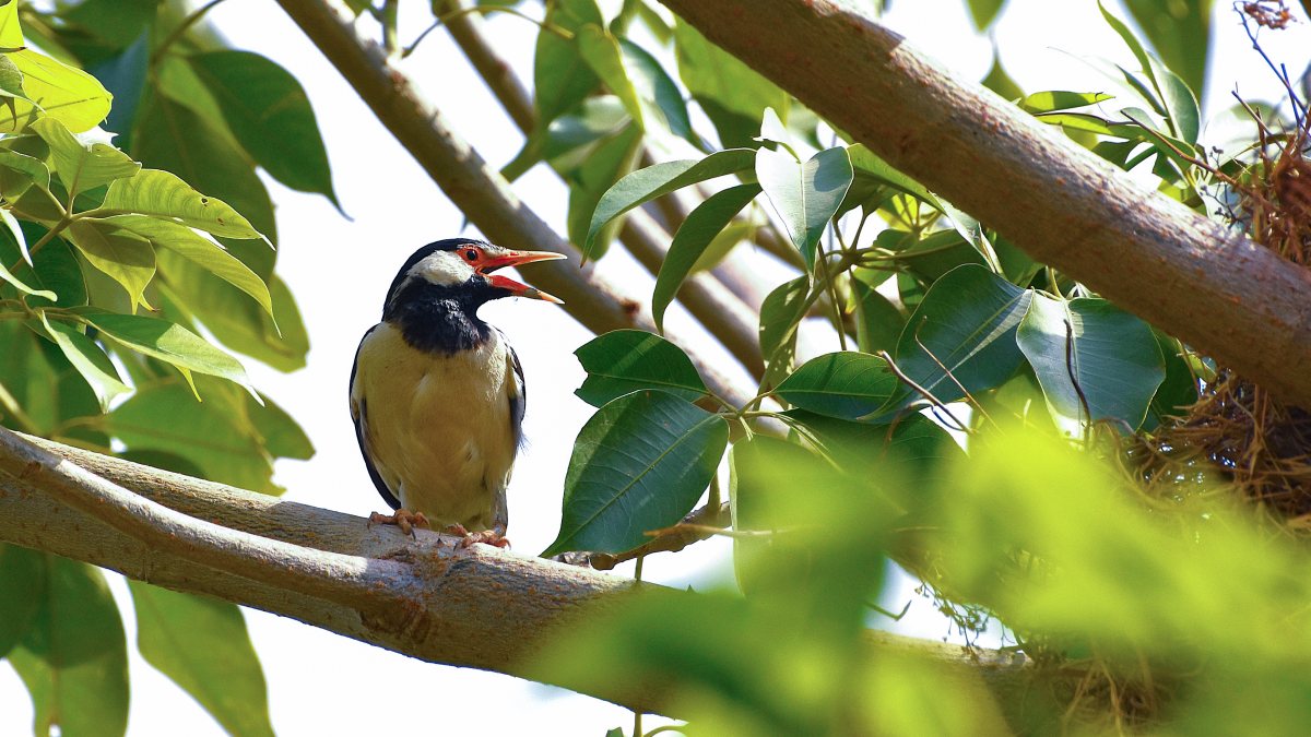 Asian pied myna perches on tree branch in Ghaziabad park