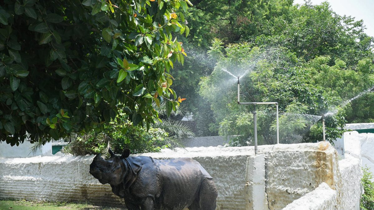 Rhino cools off with water sprinklers at Kanpur Zoo