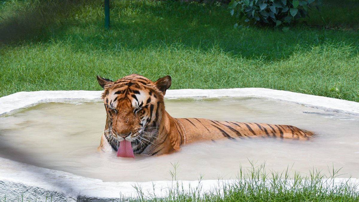 A tiger cools off in water amid scorching heat at the Kanpur Zoo, in Kanpur on…