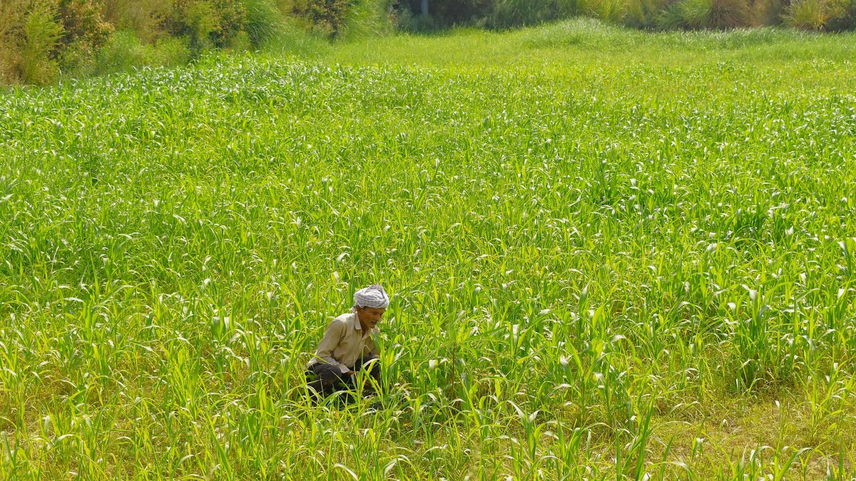 Farmer works in fodder crops field in Ghaziabad