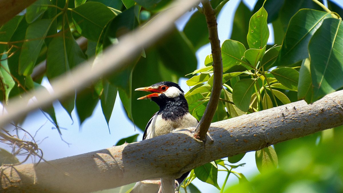 Indian pied myna perches on a tree branch in Ghaziabad