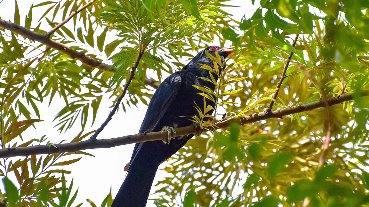 Asian koel perches on a tree branch in Ghaziabad