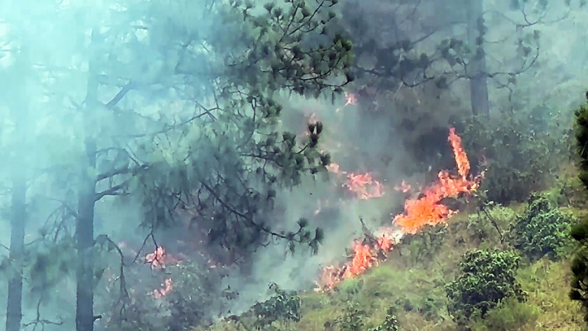 A forest fire broke out in the Salal forest area with flames and smoke…