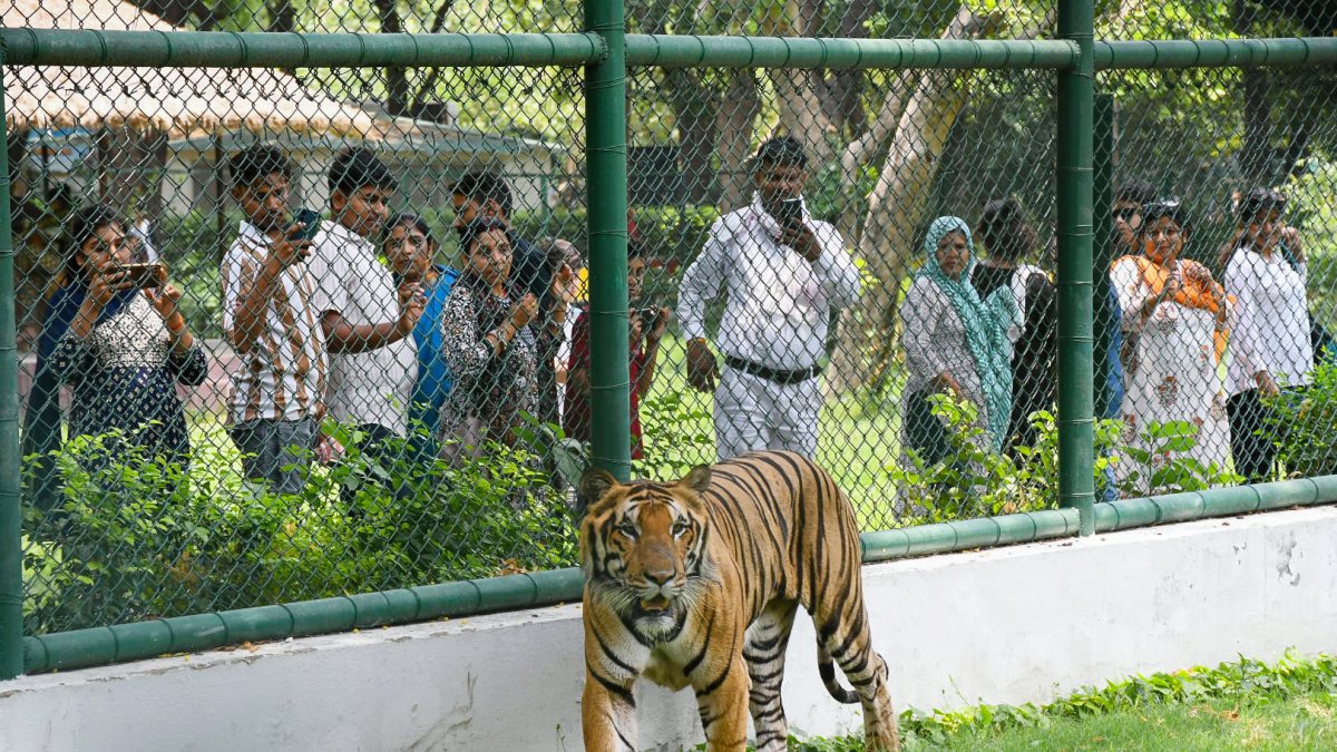 Tigress searches for water amid intense heat at Kanpur zoo