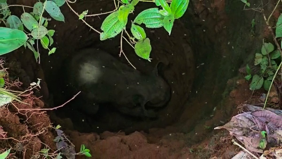 Elephant calf rescued from well in Pathanamthitta