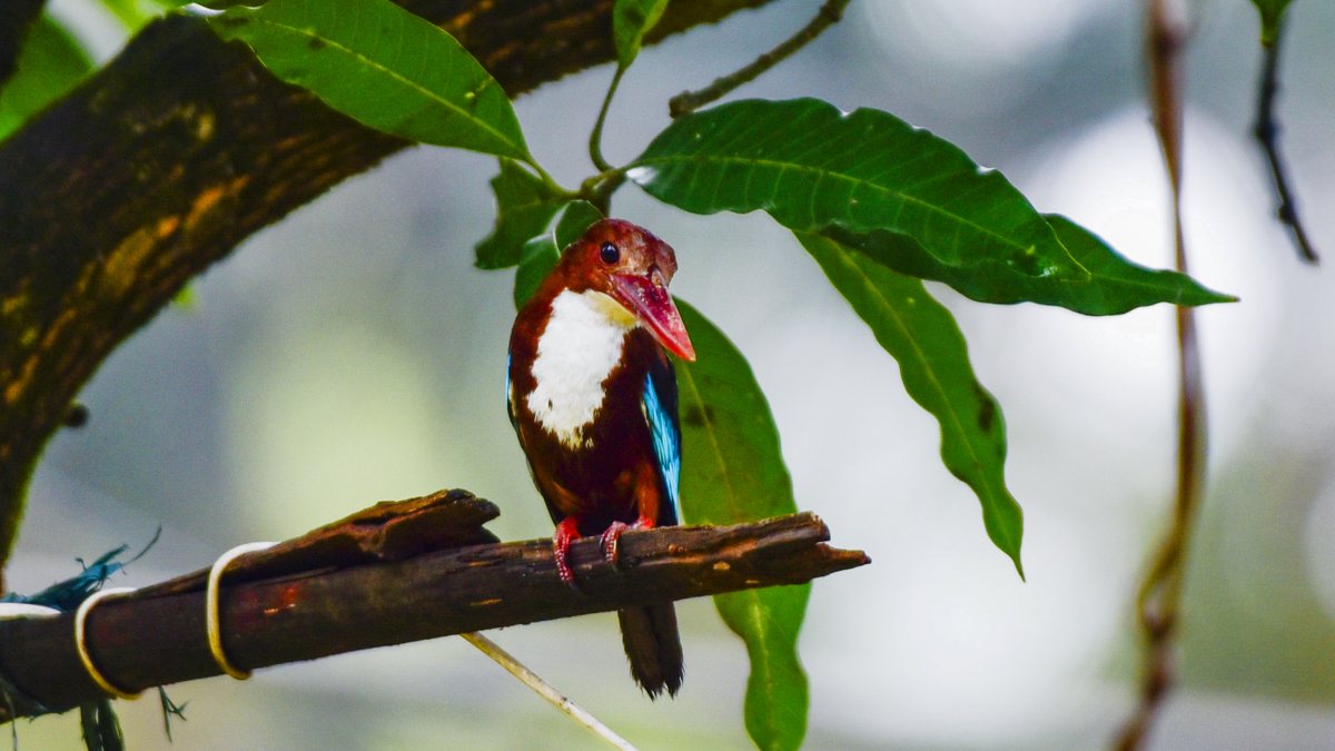 White-throated kingfisher perches on a branch in Guwahati
