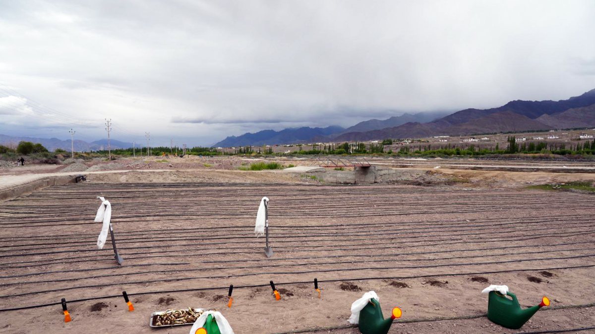 India's first high-altitude flower garden set up in Leh