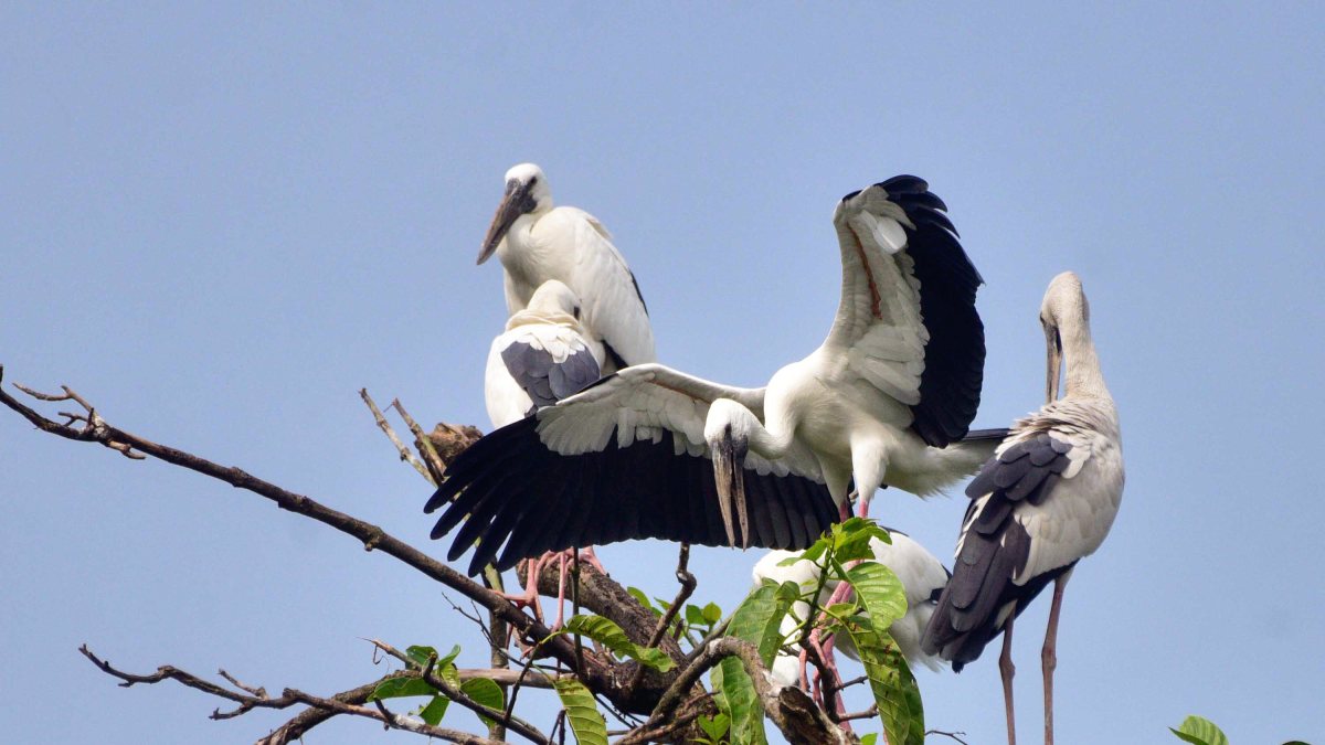 Openbill storks arrive in Nagaon to nest during monsoon