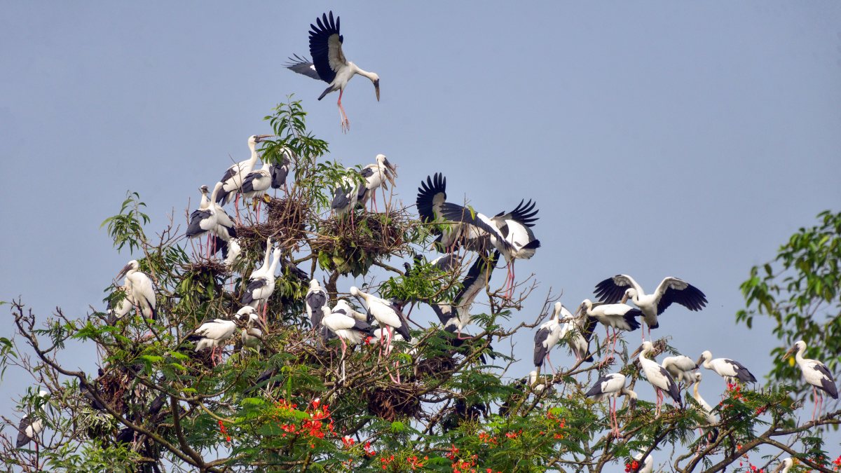 Openbill storks arrive to nest in Assam's monsoon