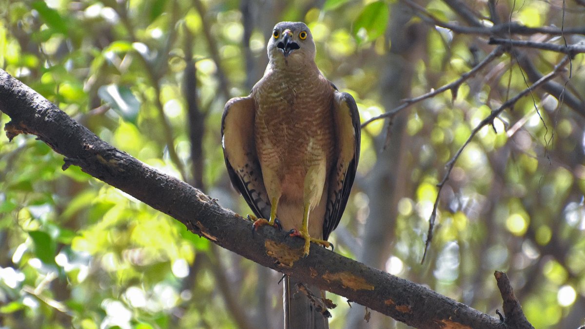 Shikra bird perches on tree branch in Ghaziabad