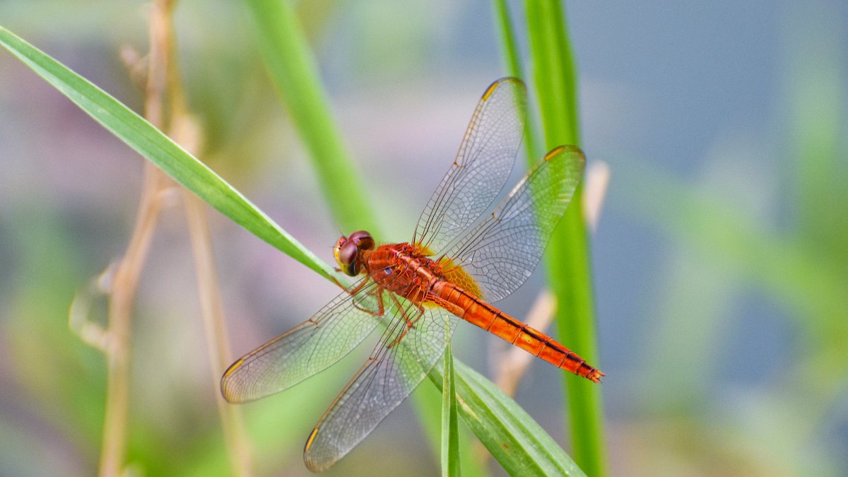 A scarlet skimmer insect sits on a plant, in Ghaziabad on Tuesday.