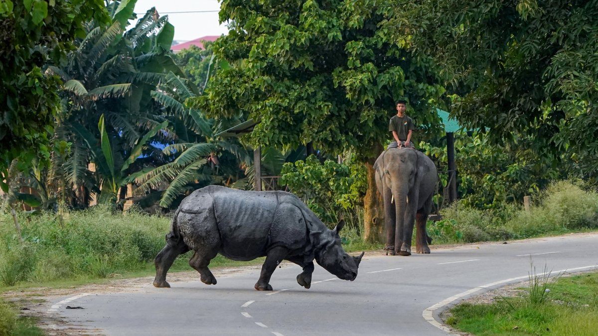 A mahout on an elephant waits as the rhino crosses the path at Pobitora…