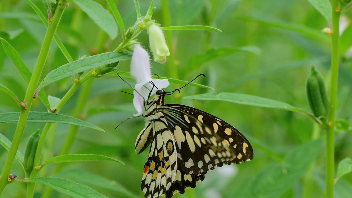 A butterfly collects pollen and nectar from a flower, in Nagaon on Wednesday.