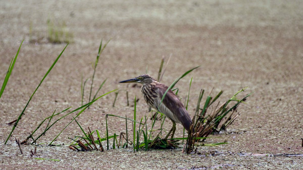 Pond heron hunts for food in Nagaon waterbody