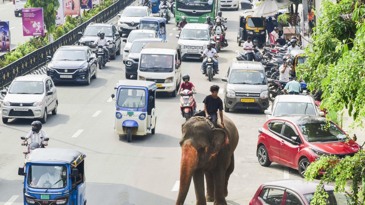 Elephant and mahout navigate busy Guwahati road