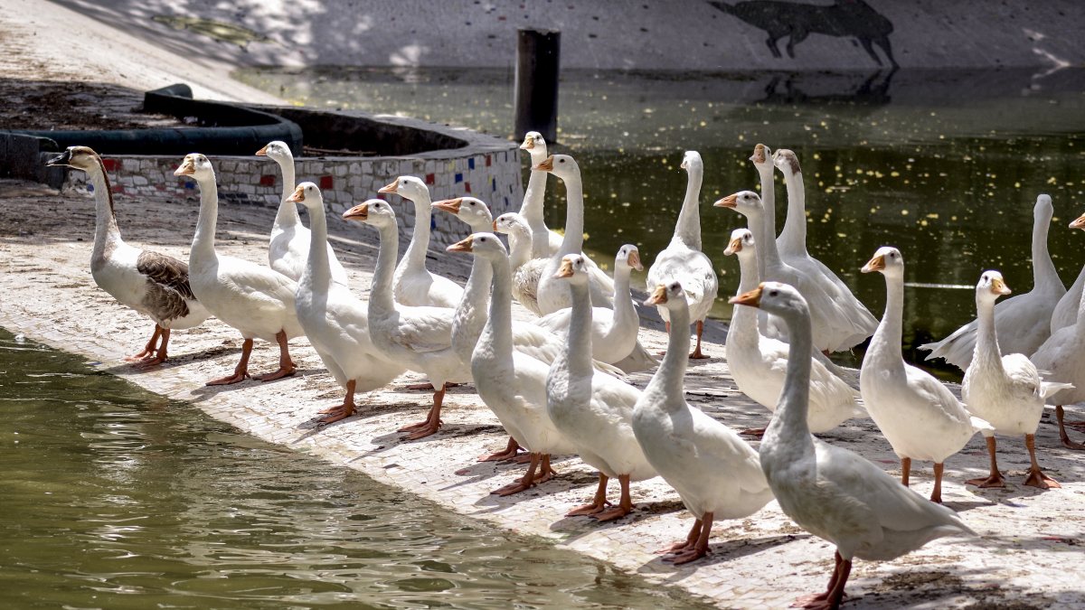 Flock of ducks spotted at Surat's Sarthana Nature Park