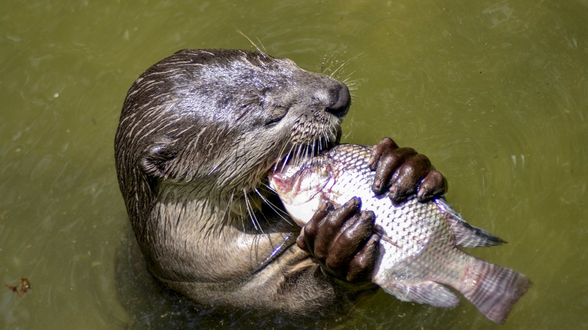 Otter eats fish at Surat zoo pond