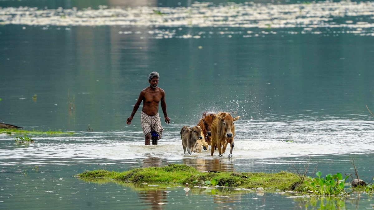 A man shifting his livestock to safe place due to the rising water levels of…