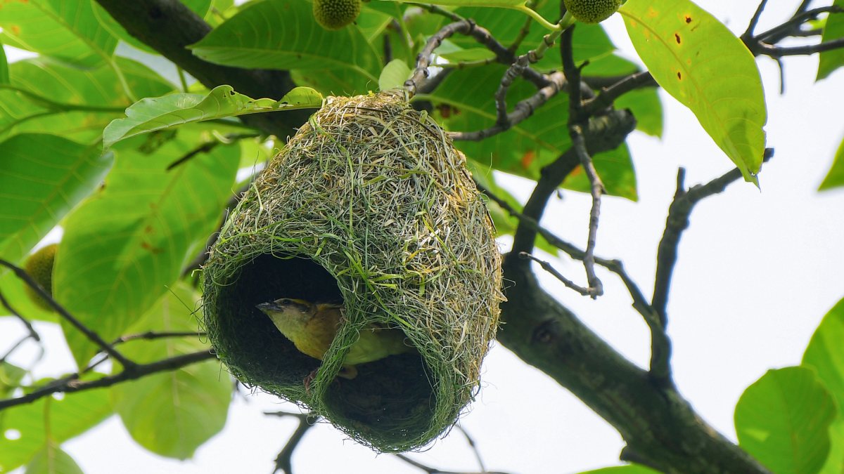 Baya weaver bird rests after building nest in Nagaon