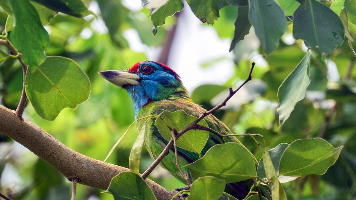Blue-throated barbet perches on a branch searching for fruit