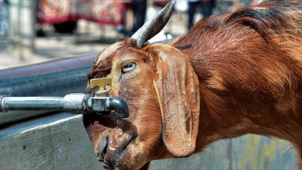 Goat drinks water on a hot summer day in Bikaner