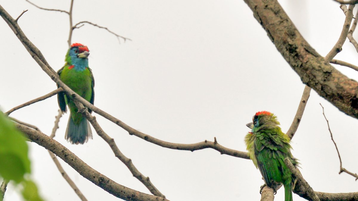 Blue-throated barbet birds perch on a tree branch in Siliguri